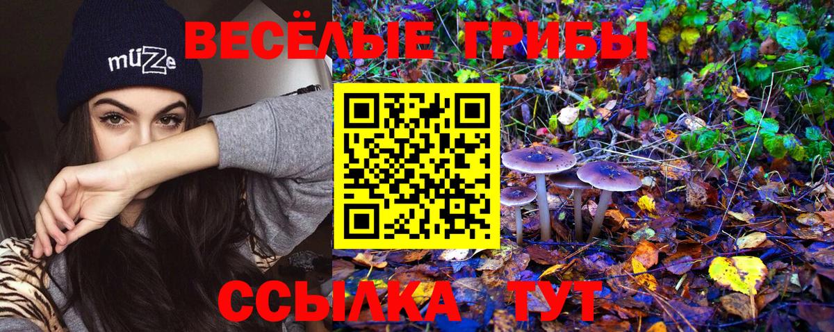 Псилоцибиновые грибы Psilocybe Тосно